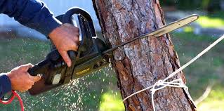 Best Tree Cabling and Bracing  in Hope, IN