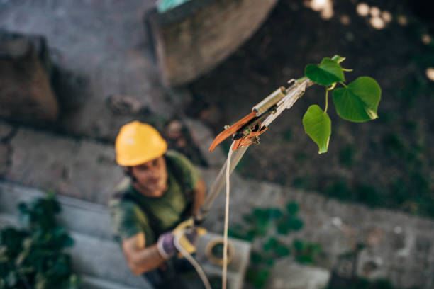 Best Tree Cabling and Bracing  in Hope, IN