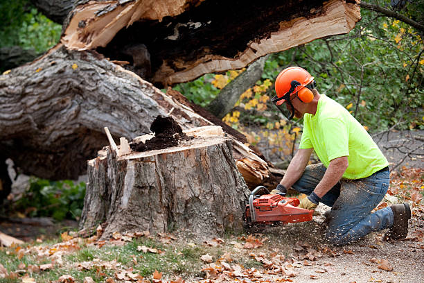 Best Tree Health Inspection  in Hope, IN