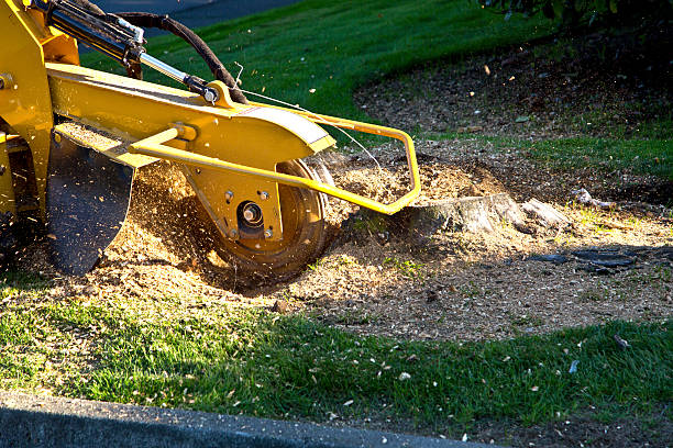 Professional Tree Removal in Hope, IN