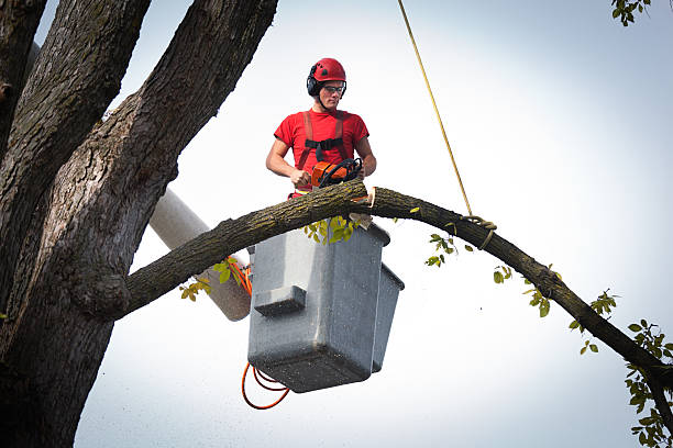 Best Fruit Tree Pruning  in Hope, IN