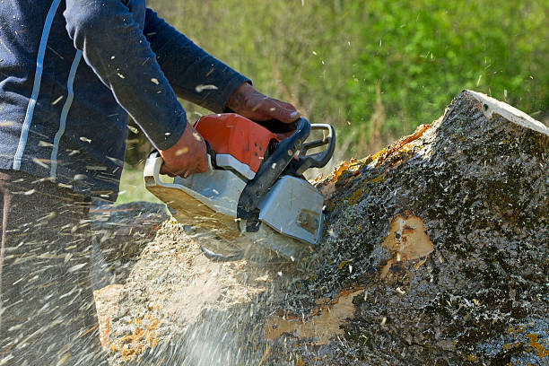 Best Emergency Tree Removal  in Hope, IN